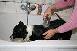 BAIN - BORDER COLLIE 005